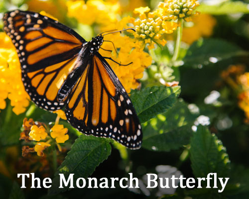 Save the Monarchs